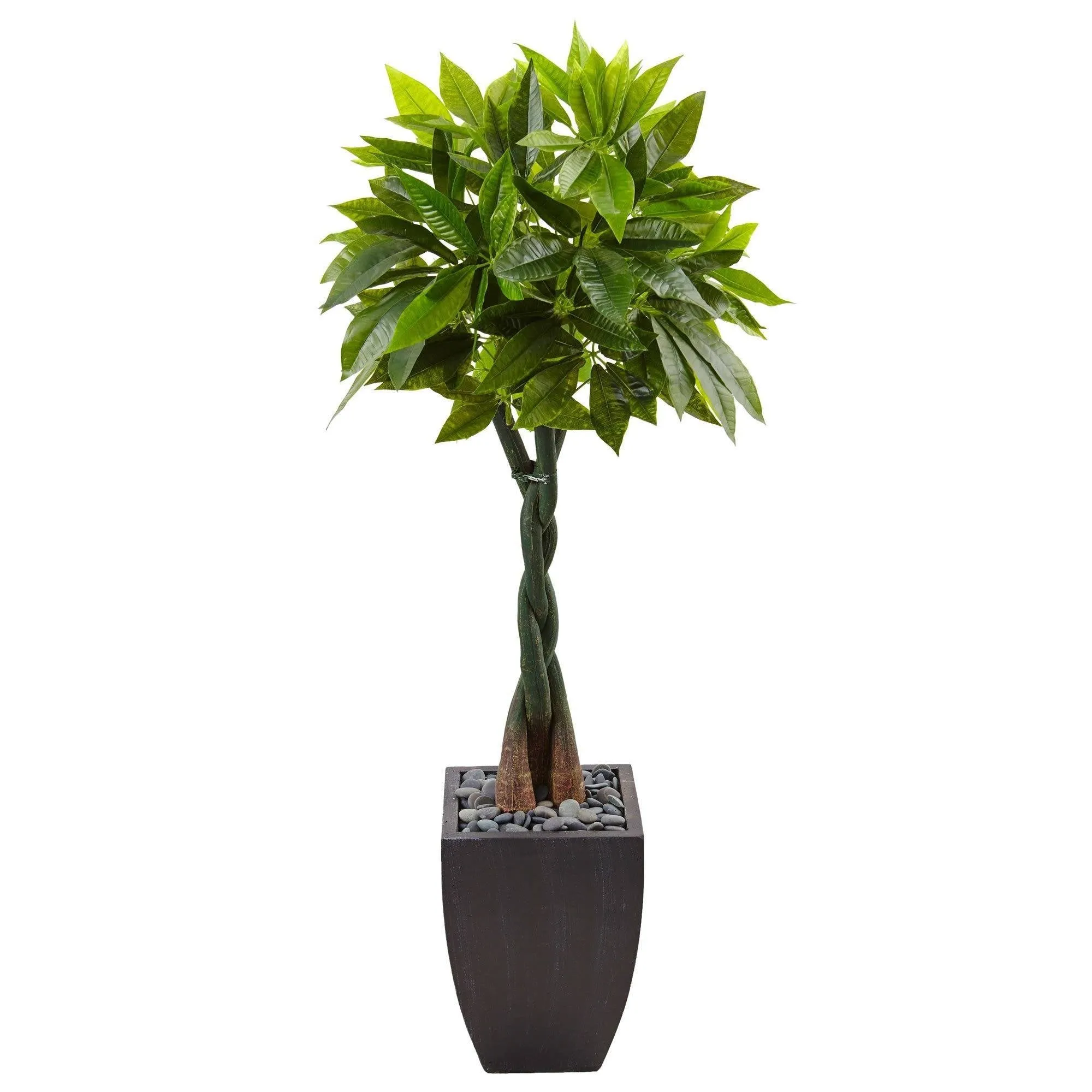 5’ Money Tree in Black Square Planter