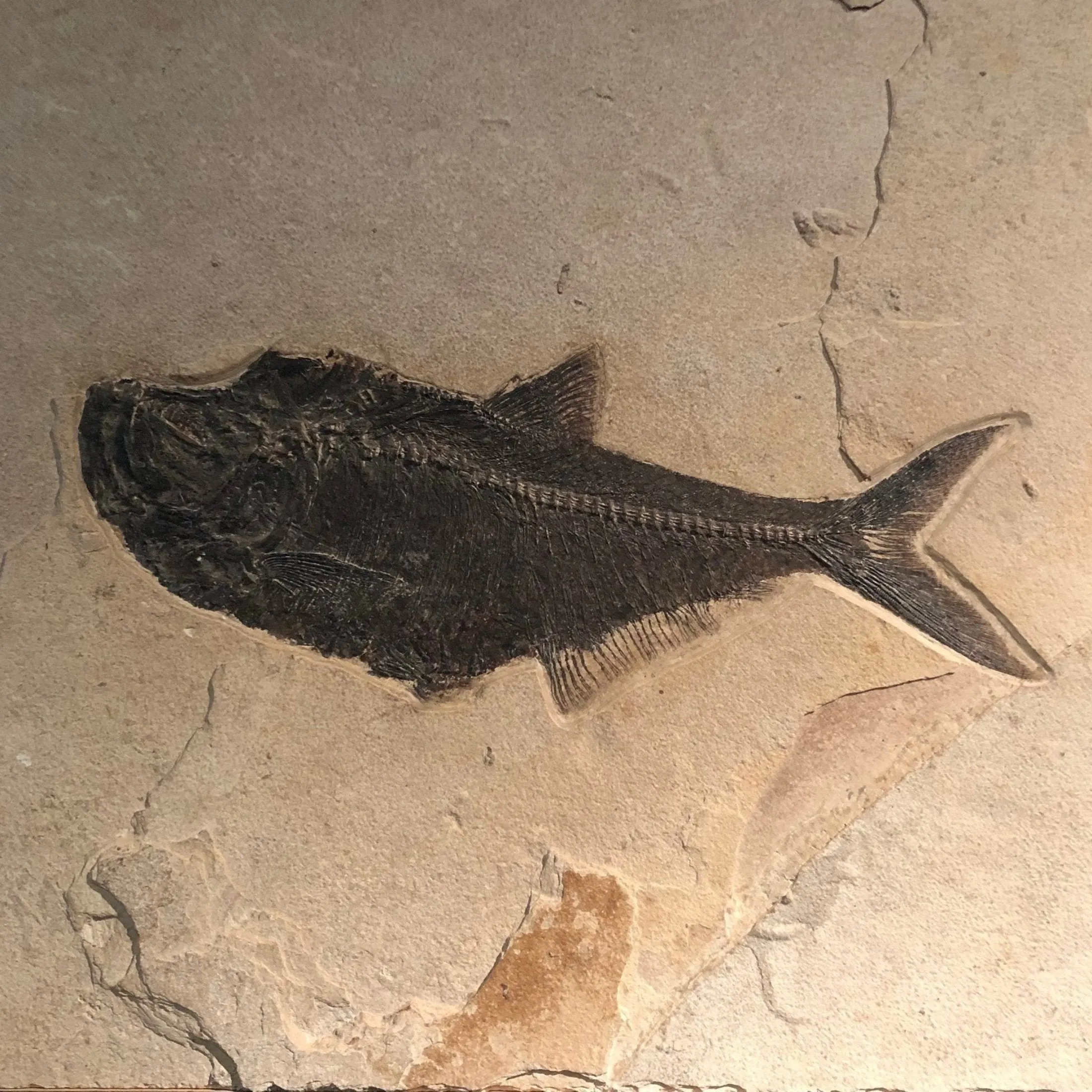 Diplomystus Petrified Remains FIsh Fossil