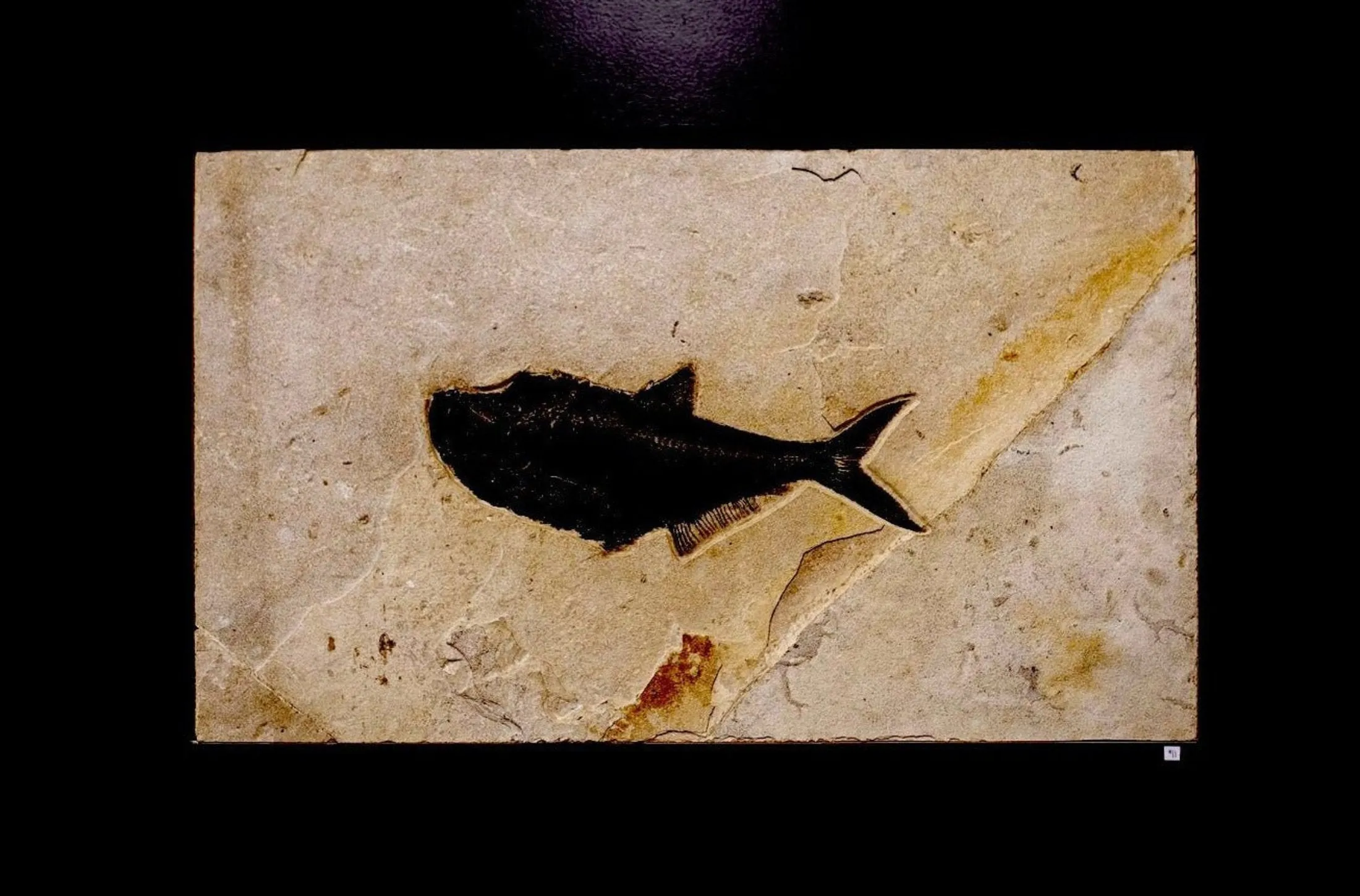 Diplomystus Petrified Remains FIsh Fossil