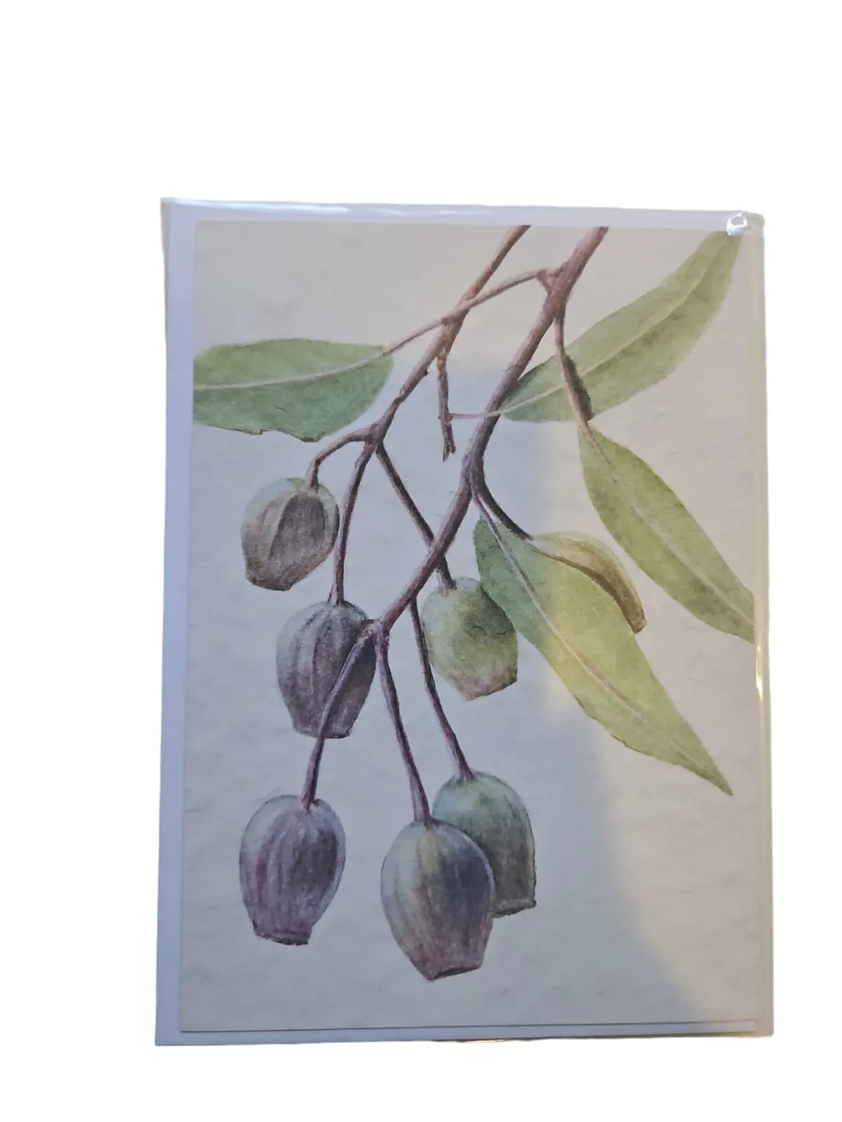 Greeting Card - Gumnut by Eliza Karlson