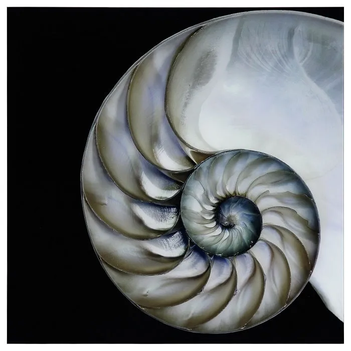 "Pearly Nautilus" Frameless Free Floating Tempered Glass Panel Graphic Wall Art