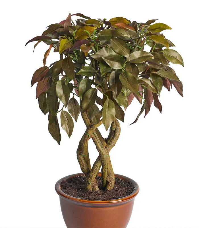 Weeping Fig Bonsai